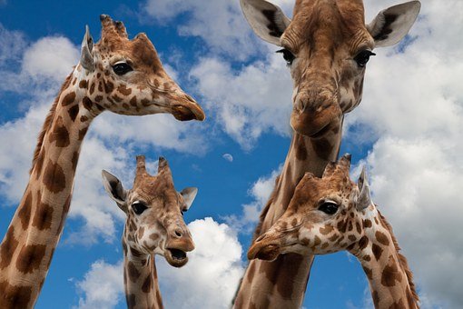Giraffen
